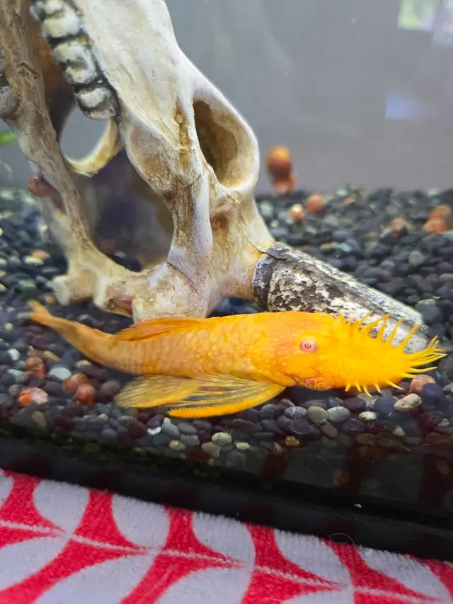 albino bristlenose pleco in Fish for Rehoming in Laurentides - Image 3