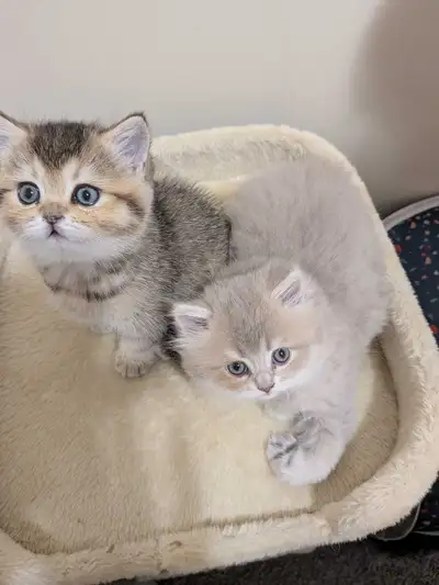 COZY UP WITH SCOTTISH KITTEN, View more