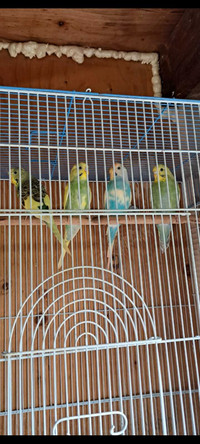 Budgies for sale 