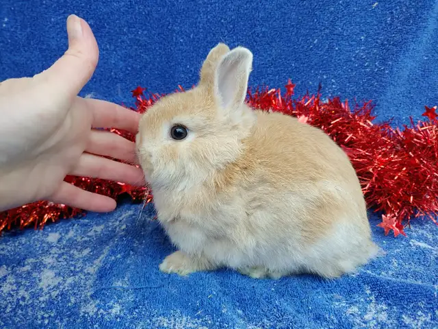 EXTRAORDINARY Baby Lionhead Bunny Rabbit in Small Animals for Rehoming in Kingston - Image 6