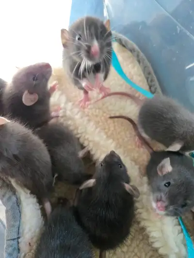 Baby rats!, View more