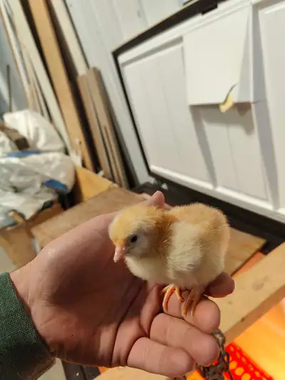 jubilee orpington chicks , View more