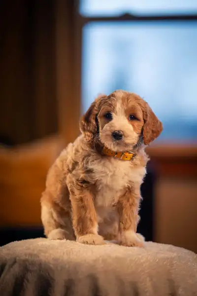 F1B small Bernedoodle puppies, View more