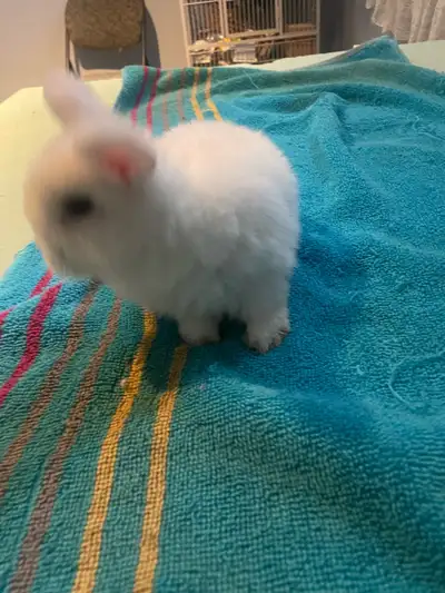 bébé lapin mâle nain bélier , View more