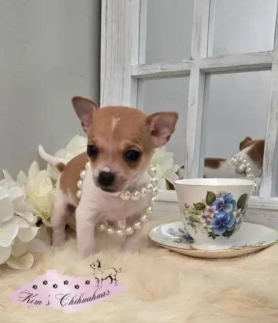 Exciting News!! Kim's Chihuahuas has 1 adorable Chihuahua puppy available now!!! This is a rare trea...