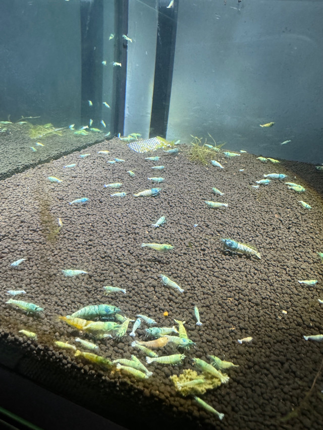 Blue bolt shrimp in Fish for Rehoming in Oshawa / Durham Region - Image 2