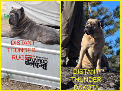 World Class Cane Corso puppies has arrived, View more
