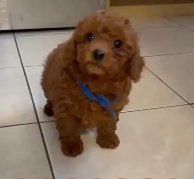 Been trying really hard to find my puppy’s brother, which is the one shown in the pictures. He’s is...