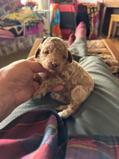 poodle puppies for sale, View more