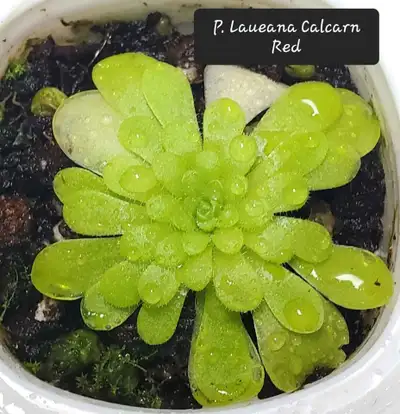 Pinguicula Laueana Calcarn Red butterwort carnivorous plant, View more