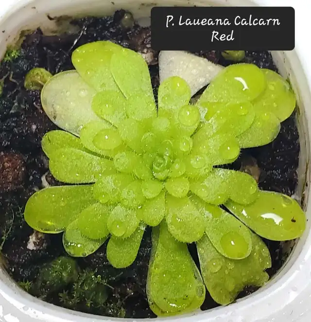Pinguicula Laueana Calcarn Red butterwort carnivorous plant in Plants, Fertilizer & Soil in City of Toronto - Image 2