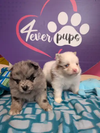 My pomeranian puppies will be ready to be rehome after June 25th. They have the cutest personalities...