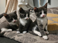 Kittens looking for new home