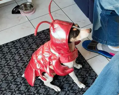 Pup Crew Lobster Costume - Small, View more