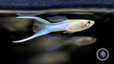 Blue double sword Japanese guppy, View more
