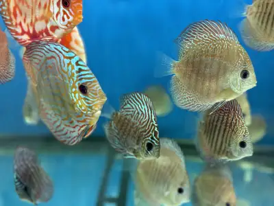 Discus Asiatiques de 3 discus 45$ nouvelle expédition juin 20, View more