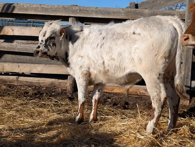 Texas Longhorn Bulls in Livestock in Moose Jaw - Image 3