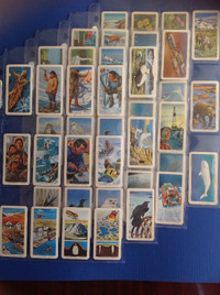 Red Rose Brooke Bond cards ~ complete set ~ The Artic ~