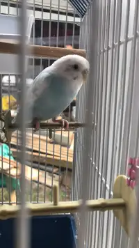Budgie and Cage