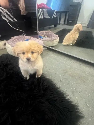 Cute pomeranian and penkingese mix, View more