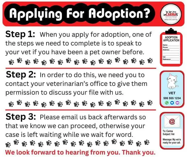 Loki needs a home! in Cats & Kittens for Rehoming in Moncton - Image 5