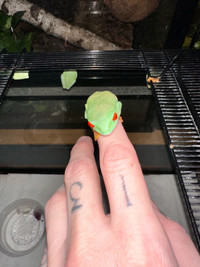 RED EYED GREEN TREE FROG 