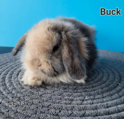 Holland Lop Babies, View more
