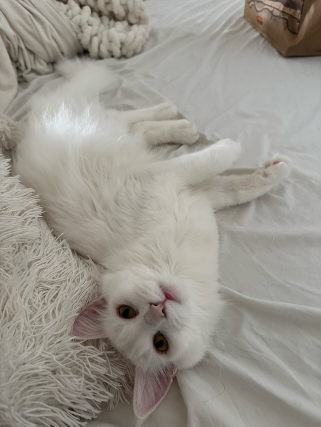 white mainecoon in Cats & Kittens for Rehoming in Abbotsford