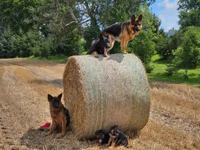 German shepherd pups, View more