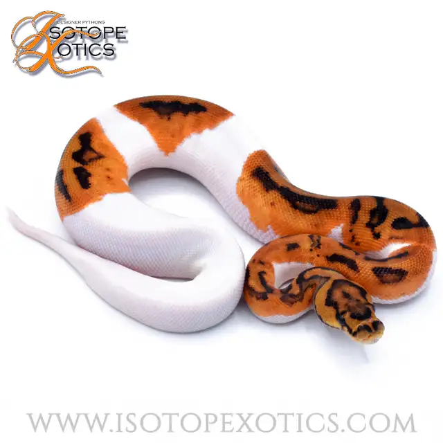 Ball Pythons 50% off EVERYTHING!!! in Reptiles & Amphibians for Rehoming in Burnaby/New Westminster - Image 3