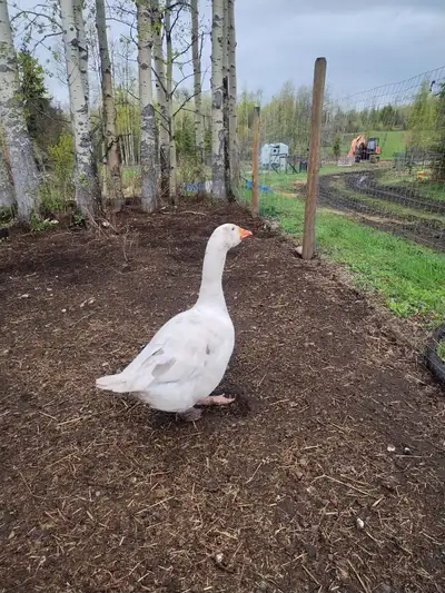 Greg is a good guy. Good protection for your hens. Free to a good home. located on Southside of Fran...