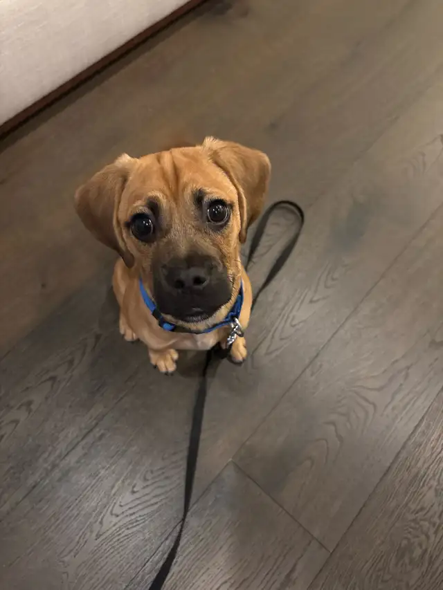16 weeks  Crate & Potty Trained Puggle – Fully Vaccinated in Dogs & Puppies for Rehoming in Oakville / Halton Region - Image 5