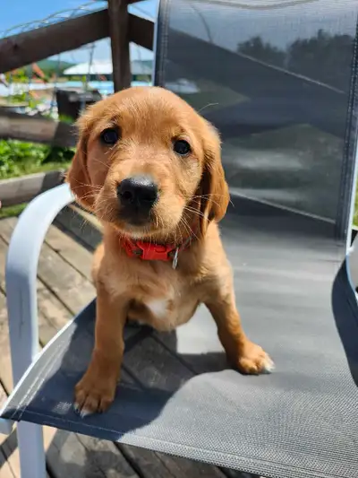 Local Golden Retriever Puppies!, View more