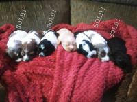 Purebred cockapoo puppies for sale!