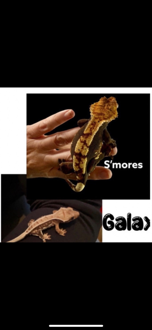 Crested gecko in Reptiles & Amphibians for Rehoming in London - Image 2