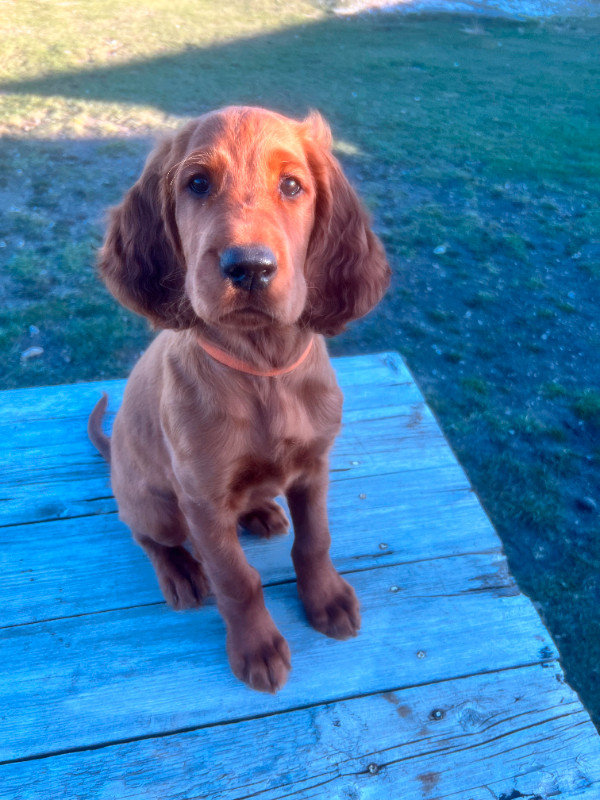 Irish Setter Puppies in Dogs & Puppies for Rehoming in City of Halifax - Image 4