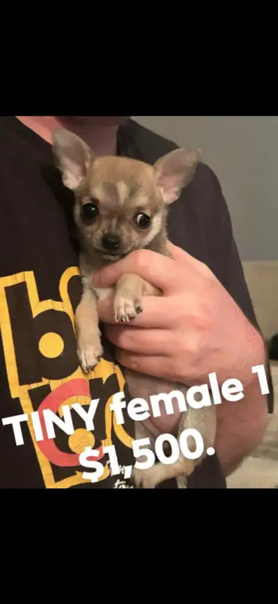 Chihuahua puppies ready to go home!, View more