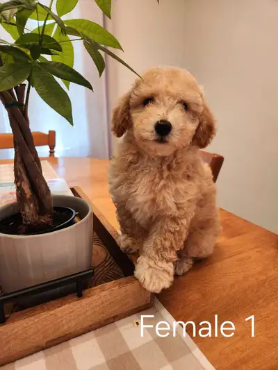 Beautiful Bichonpoo Puppies!, View more
