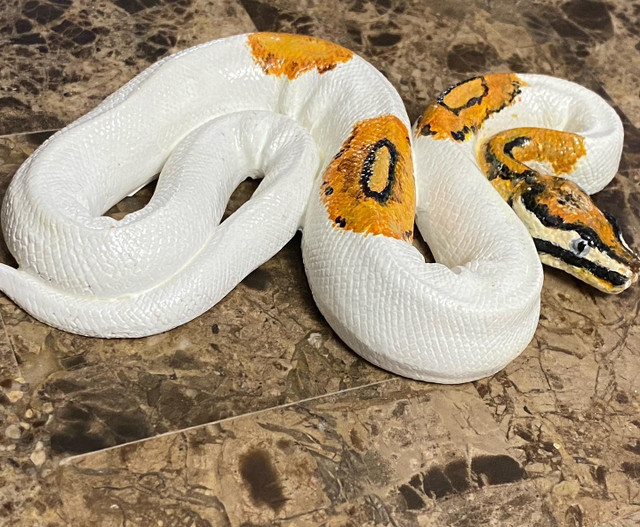 New snake sculptures ball pythons in Reptiles & Amphibians for Rehoming in St. Albert - Image 4