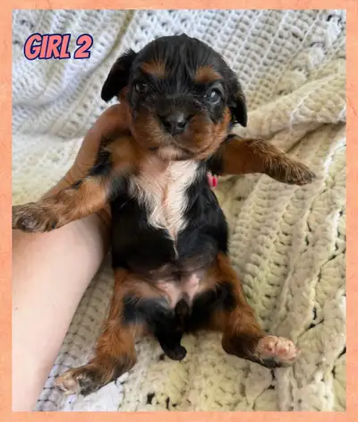 Cavalier King Charles puppy ❤️, View more