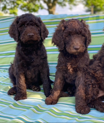 Chocolate F1b Goldendoodle Puppies