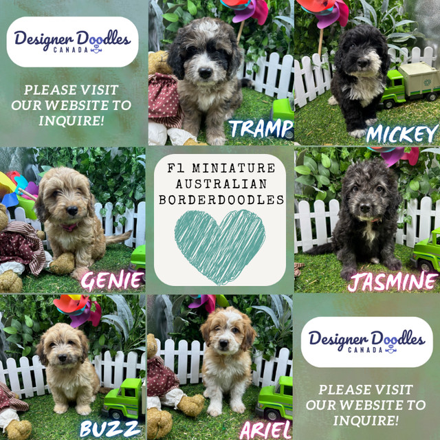 [BBB A+] Miniature Aussiedoodle & Borderdoodle pups available! dans Chiens et chiots à adopter  à Ville de Vancouver