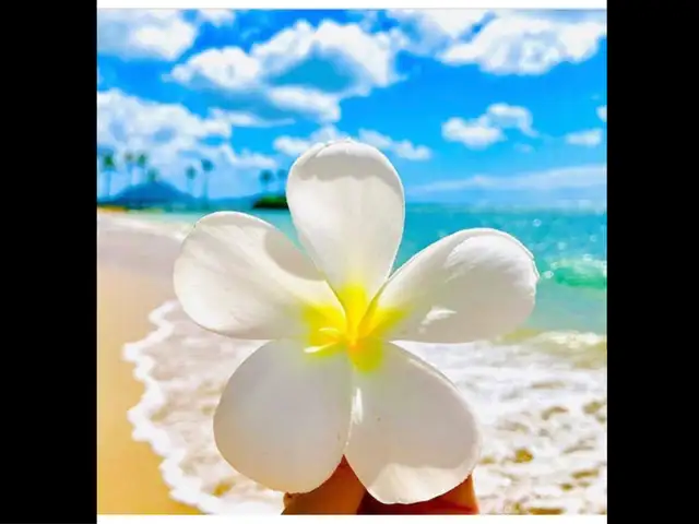 Stunning Hawaii Condo Full Kitchen 1  block beach access in Hawaii in Canada - Image 10