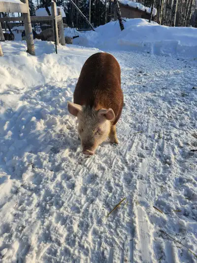 looking for pure hereford boar pig, View more