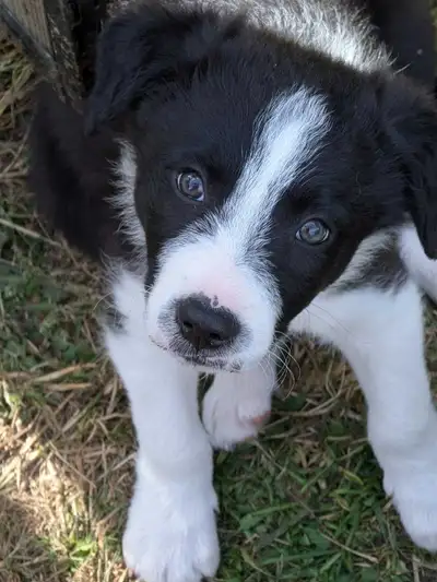 CBCA registered Border Collie Puppies, View more
