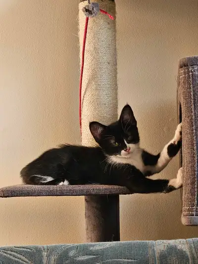 PRICE OBO 12 Week Old Kitten Looking for her forever home! Female Tuxedo with a dot on her back. "Li...