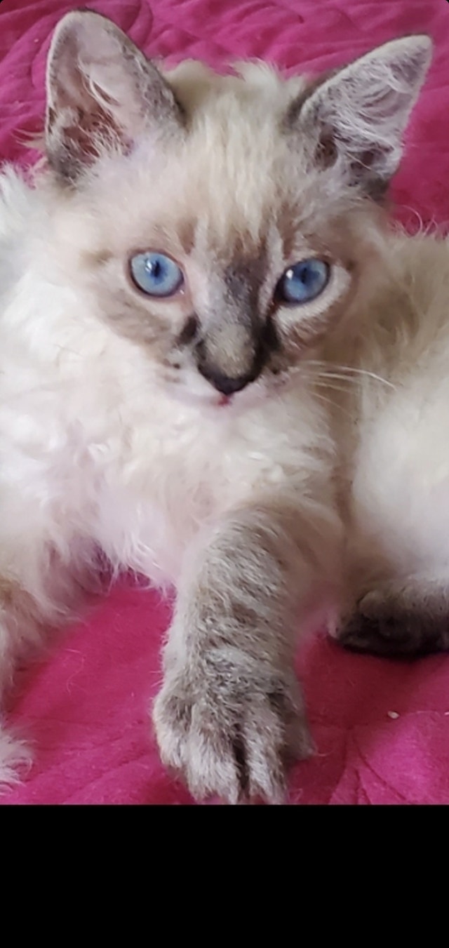 Lilac Tabby Pointed HYPOALLERGENIC Male Cats & Kittens for Rehoming