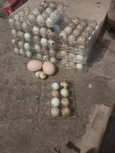 Oeuf de cailles fraîs !!! 3$ la douzaines !!