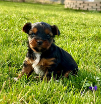 pure bred tiny yorkie puppies 