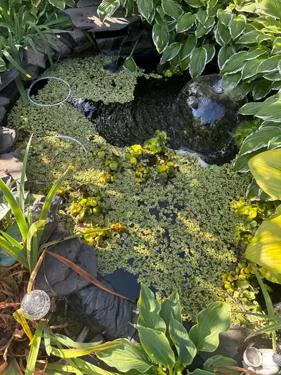 free pond plants , Voir plus